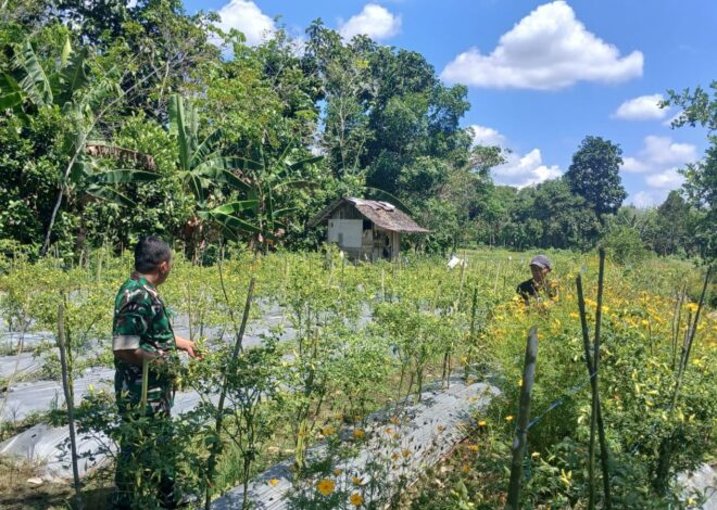 Kepala Desa Apresiasi Pendampingan Babinsa terhadap Petani Hortikultura