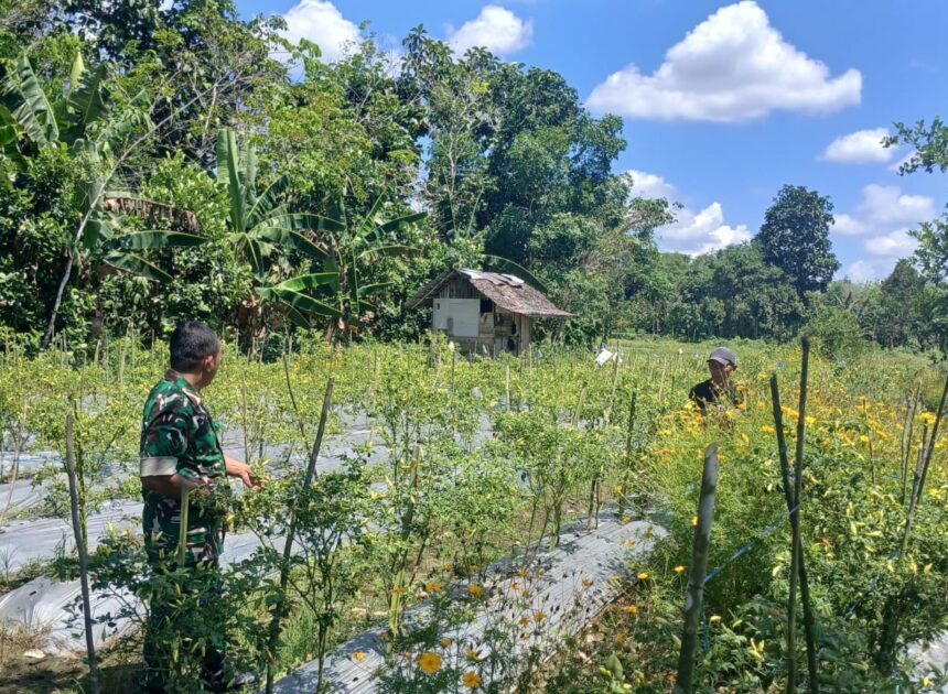 Kepala Desa Apresiasi Pendampingan Babinsa terhadap Petani Hortikultura