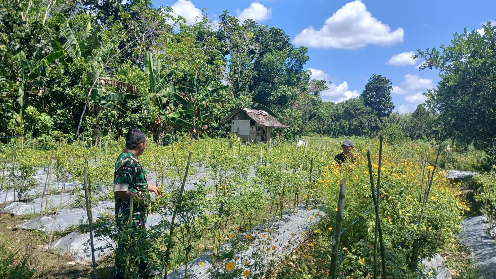 Kepala Desa Apresiasi Pendampingan Babinsa terhadap Petani Hortikultura