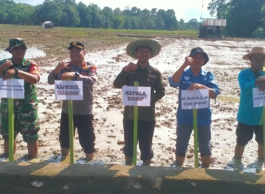 Babinsa dan Petani Bersinergi Wujudkan Swasembada Pangan di Tabalong