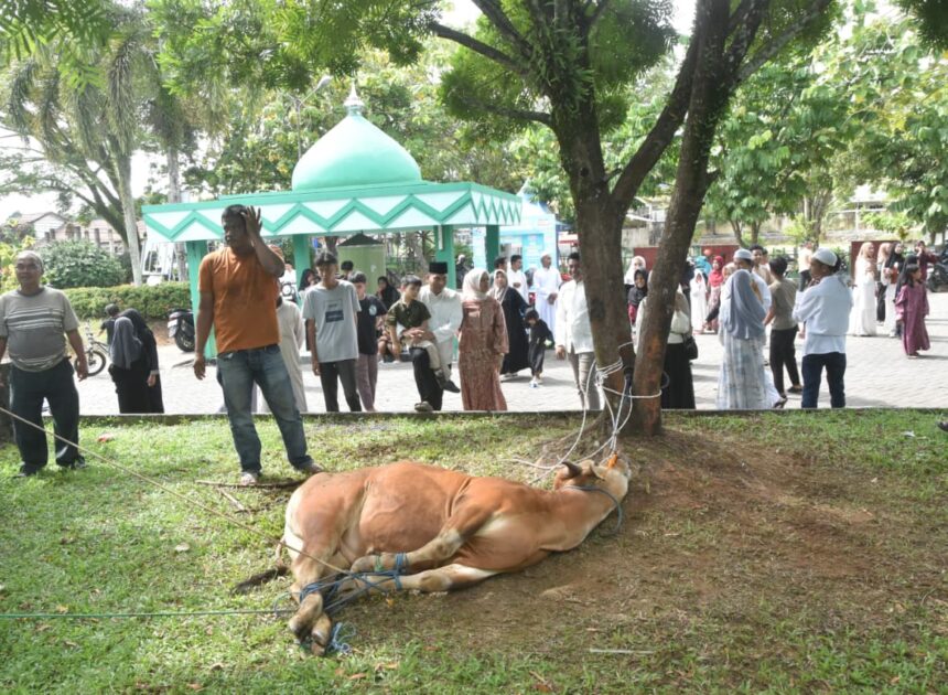 Tebar Kepedulian di Idul Adha, Kodim 1002/HST Bagikan Hewan Kurban