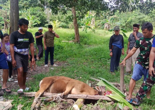 Kodim 1208/Sambas Gelar Pemotongan Hewan Kurban, Perkuat Keimanan Dan Kepedulian Sosial Di Hari Raya Idul Adha