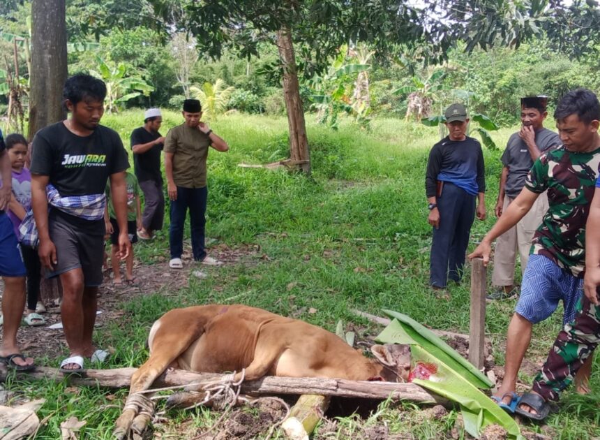 Kodim 1208/Sambas Gelar Pemotongan Hewan Kurban, Perkuat Keimanan Dan Kepedulian Sosial Di Hari Raya Idul Adha