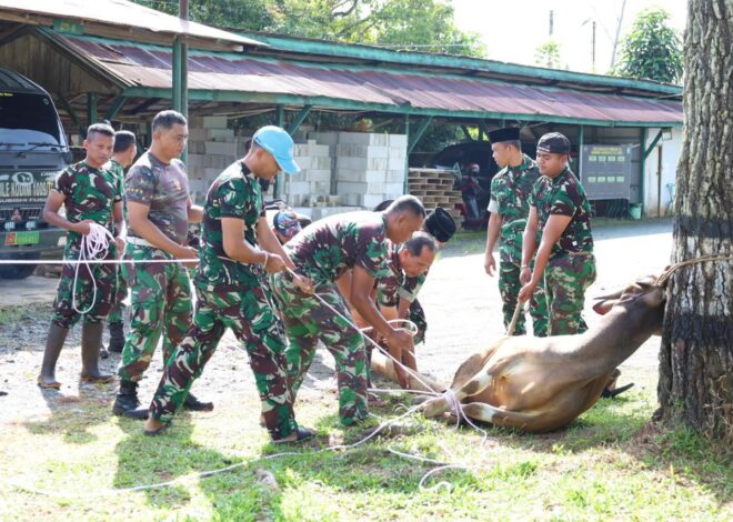 Kodim 1009/Tanah Laut Laksanakan Pemotongan 3 Ekor Hewan Kurban Sambut Idul Adha 1447 Hijriah