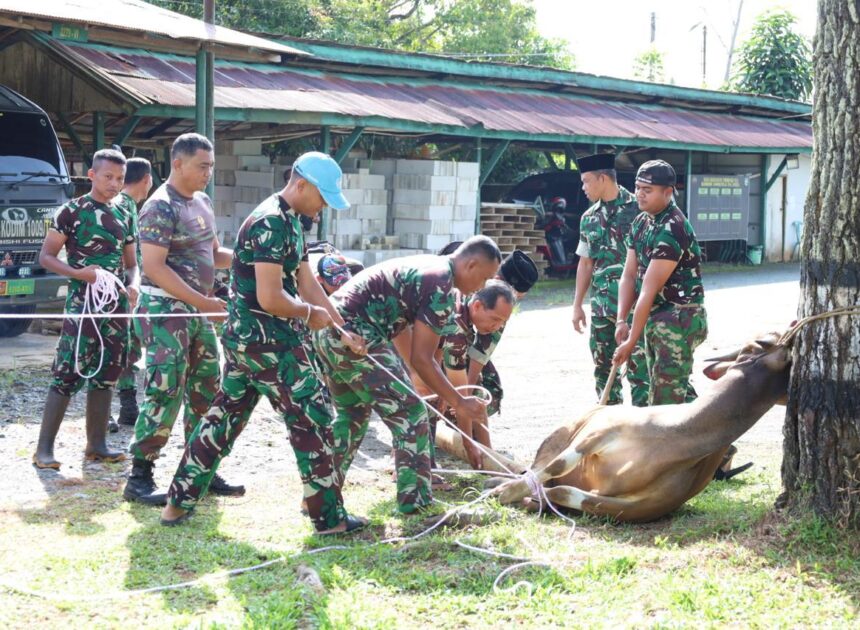 Kodim 1009/Tanah Laut Laksanakan Pemotongan 3 Ekor Hewan Kurban Sambut Idul Adha 1447 Hijriah