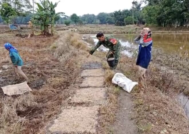 Babinsa Koramil Barabai Bantu Petani Semai Bibit Padi di Desa Babai