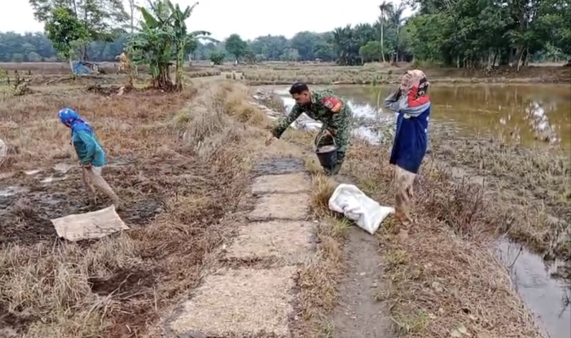 Babinsa Koramil Barabai Bantu Petani Semai Bibit Padi di Desa Babai
