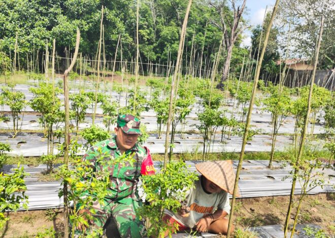 Pendampingan Babinsa Jadi Motivasi Petani Hortikultura Desa Karangan Putih