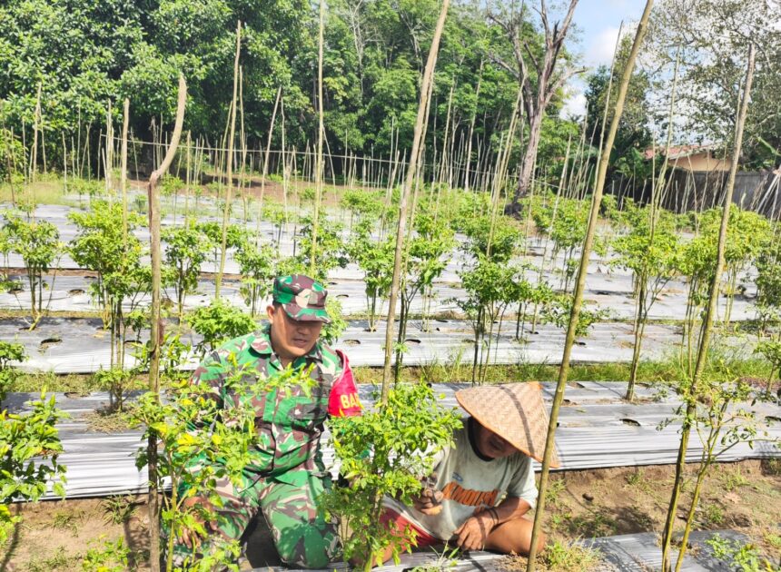 Pendampingan Babinsa Jadi Motivasi Petani Hortikultura Desa Karangan Putih
