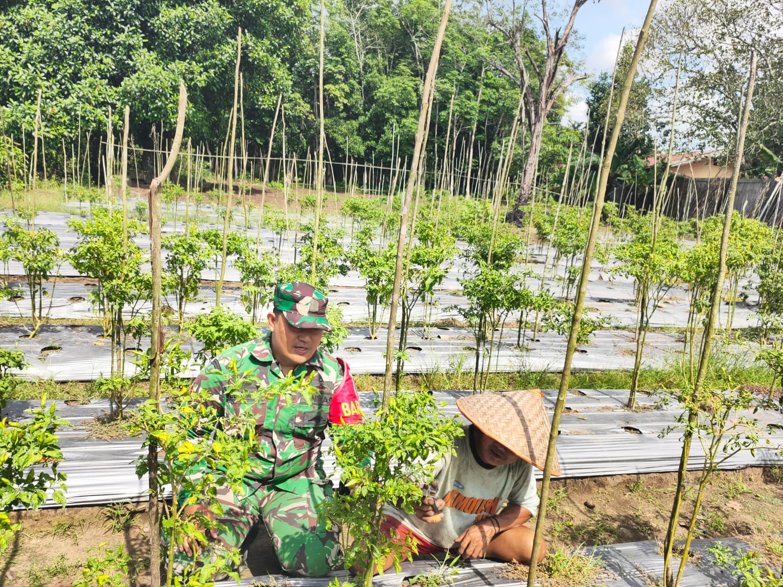 Pendampingan Babinsa Jadi Motivasi Petani Hortikultura Desa Karangan Putih