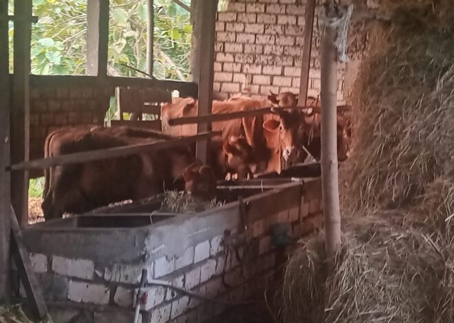 Diduga Lakukan Jual-Beli Bantuan Hibah, Kades Dan Kasun Balongwangi Akan Dilaporkan Sejumlah LSM Ke Polda Jatim