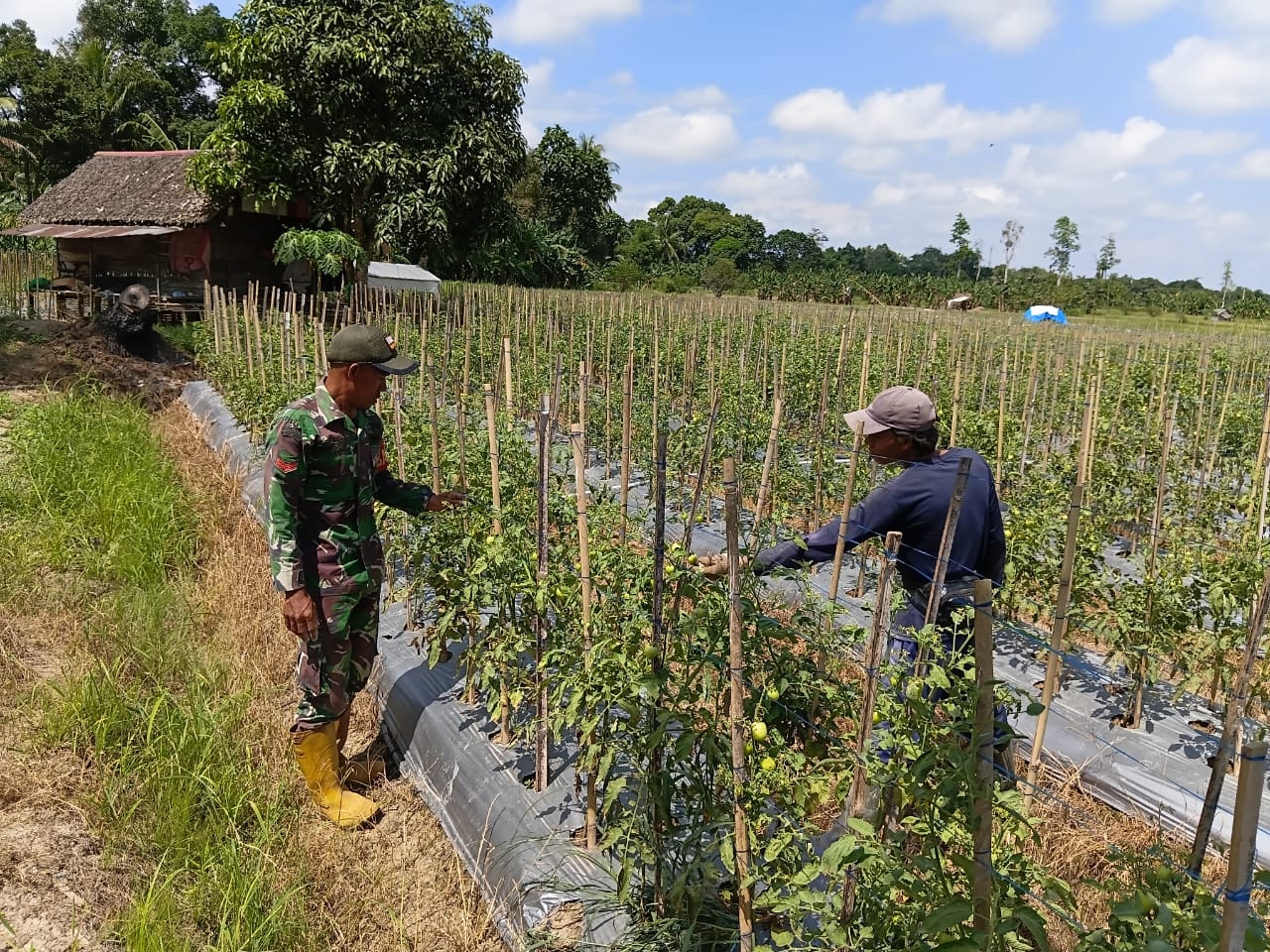 Babinsa Hadir di Tengah Petani, Dukung Produktivitas Kebun Tomat Warga