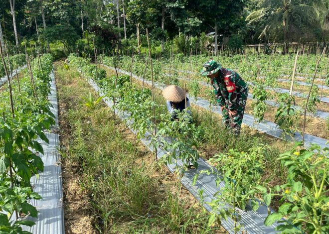 Babinsa dan Petani Bersinergi Perkuat Ketahanan Pangan di Muara Uya