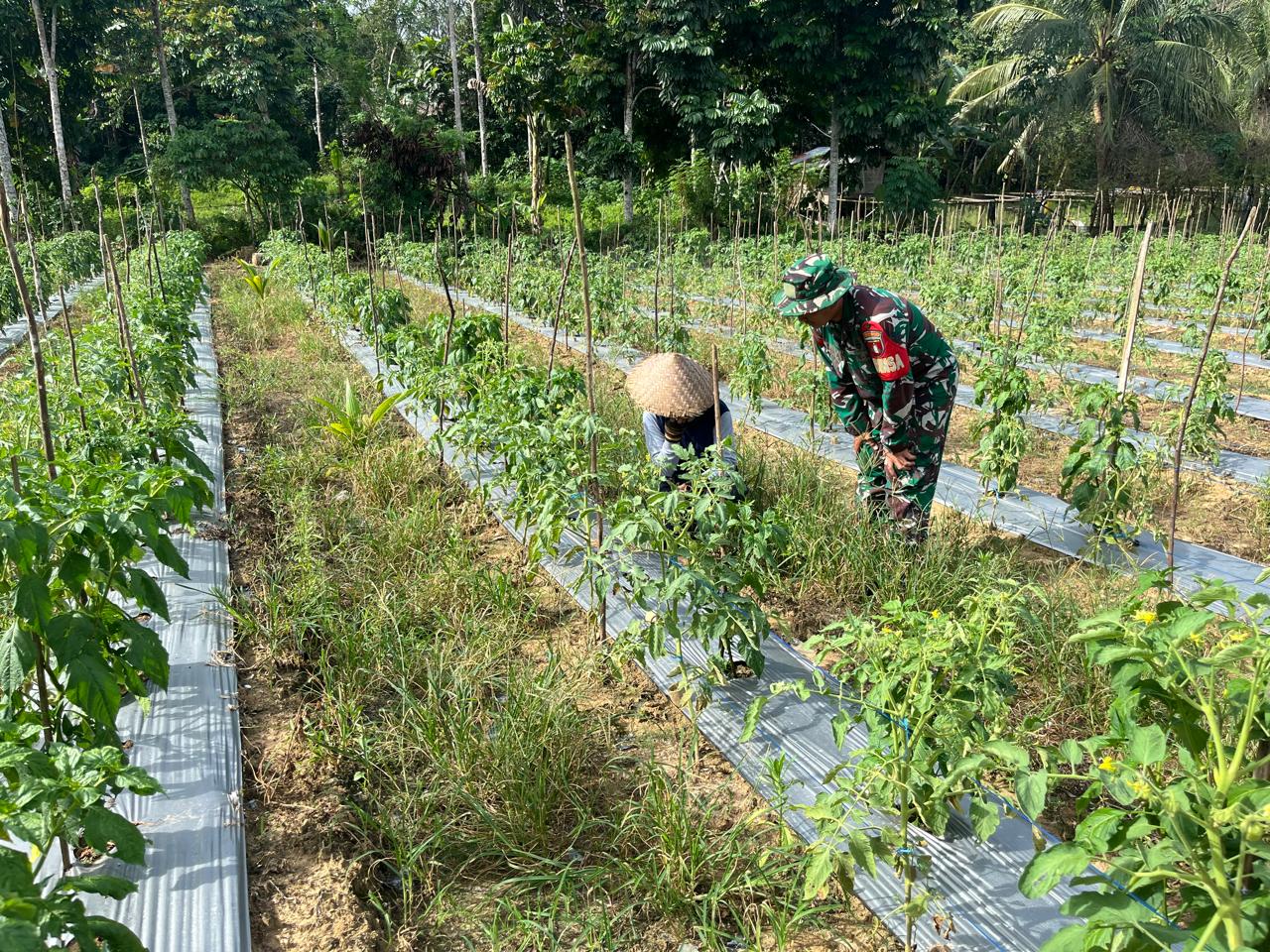 Babinsa dan Petani Bersinergi Perkuat Ketahanan Pangan di Muara Uya