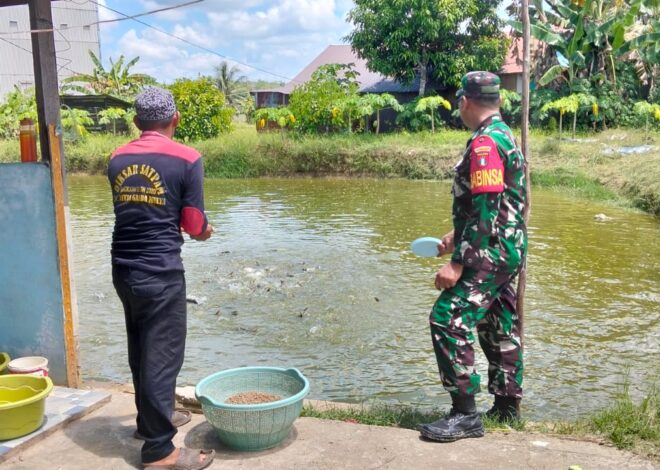 Babinsa Hadir untuk Rakyat, Dampingi Peternak Ikan Patin Kembangkan Usaha Perikanan