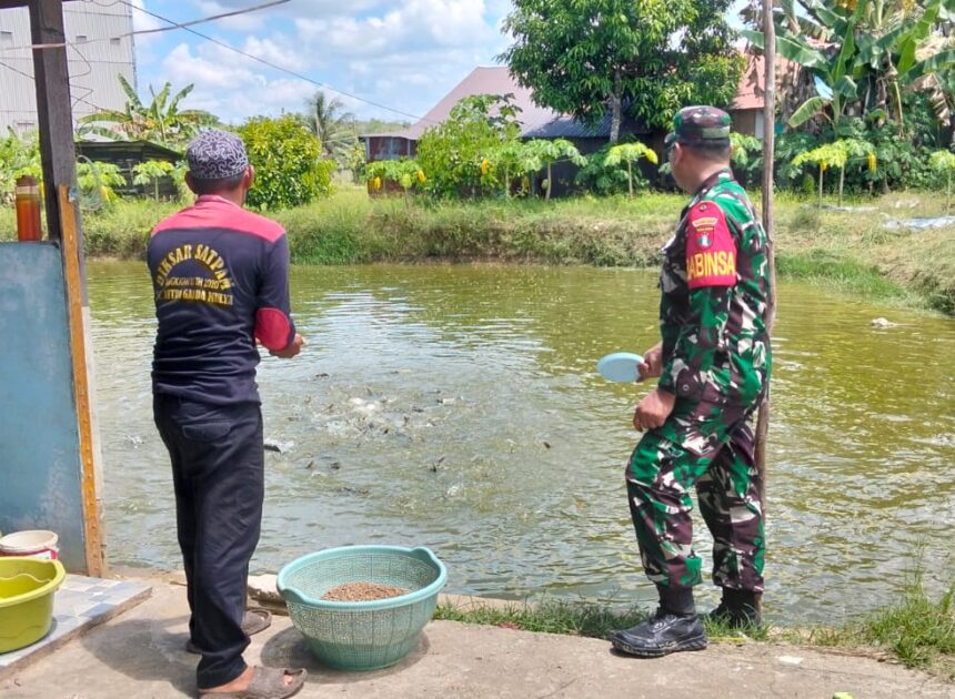 Babinsa Hadir untuk Rakyat, Dampingi Peternak Ikan Patin Kembangkan Usaha Perikanan