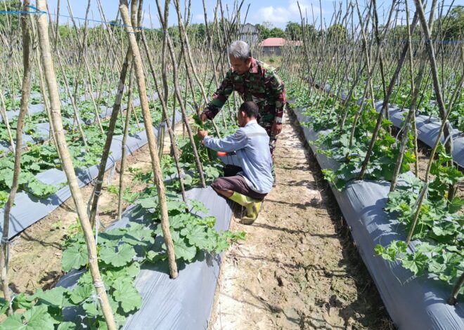 Babinsa dan Petani Bersinergi, Wujudkan Lahan Produktif dan Tingkatkan Kesejahteraan Warga
