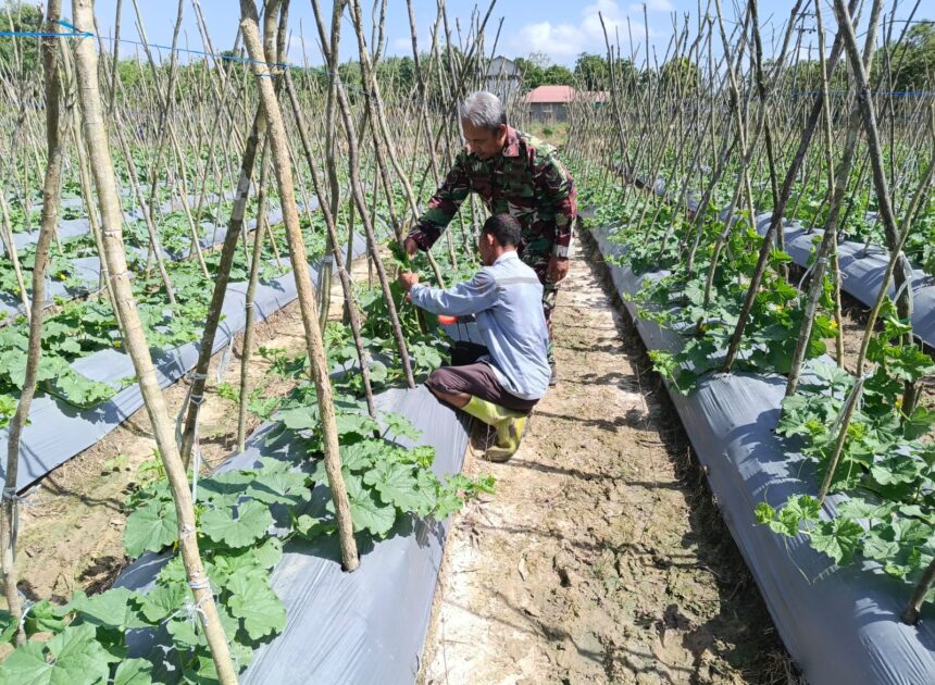 Babinsa dan Petani Bersinergi, Wujudkan Lahan Produktif dan Tingkatkan Kesejahteraan Warga