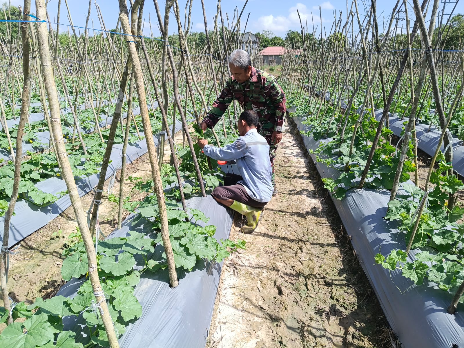 Babinsa dan Petani Bersinergi, Wujudkan Lahan Produktif dan Tingkatkan Kesejahteraan Warga